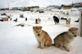 /album/groenlandia/groenlandia-1v-cani-a-ilulissat-jpg/